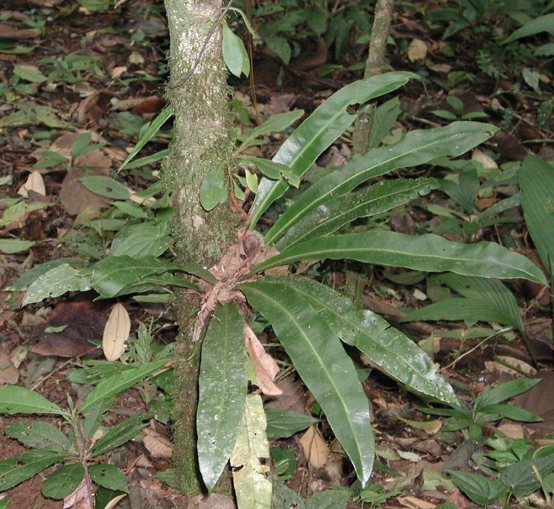 Dryopteridaceae Elaphoglossum doanense