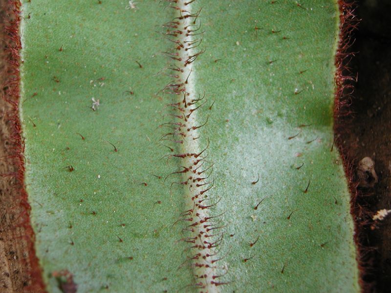 Dryopteridaceae Elaphoglossum erinaceum