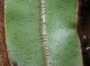 image of Elaphoglossum erinaceum