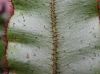 image of Elaphoglossum erinaceum