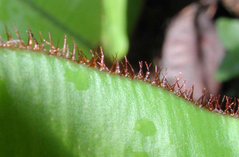 Dryopteridaceae Elaphoglossum cotoi