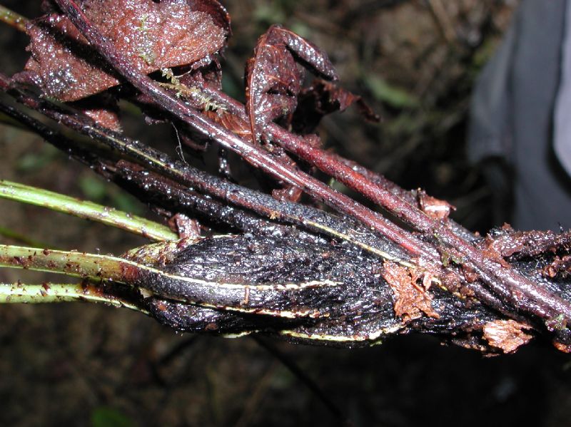Dryopteridaceae Elaphoglossum huacsaro