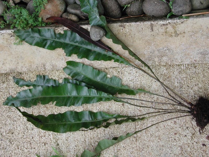 Dryopteridaceae Elaphoglossum latifolium