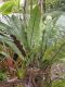image of Elaphoglossum latifolium