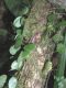 image of Elaphoglossum peltatum