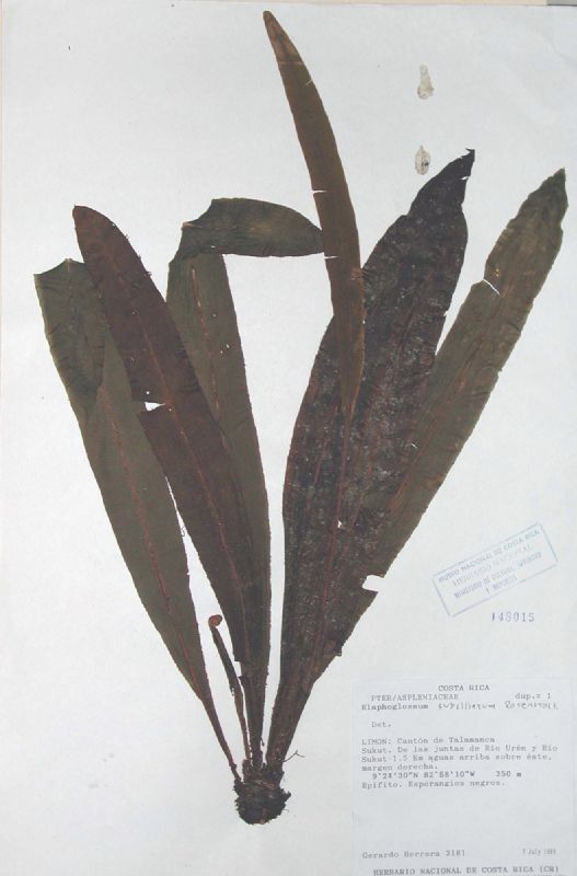 Dryopteridaceae Elaphoglossum litanum