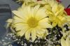 image of Chrysanthemum 