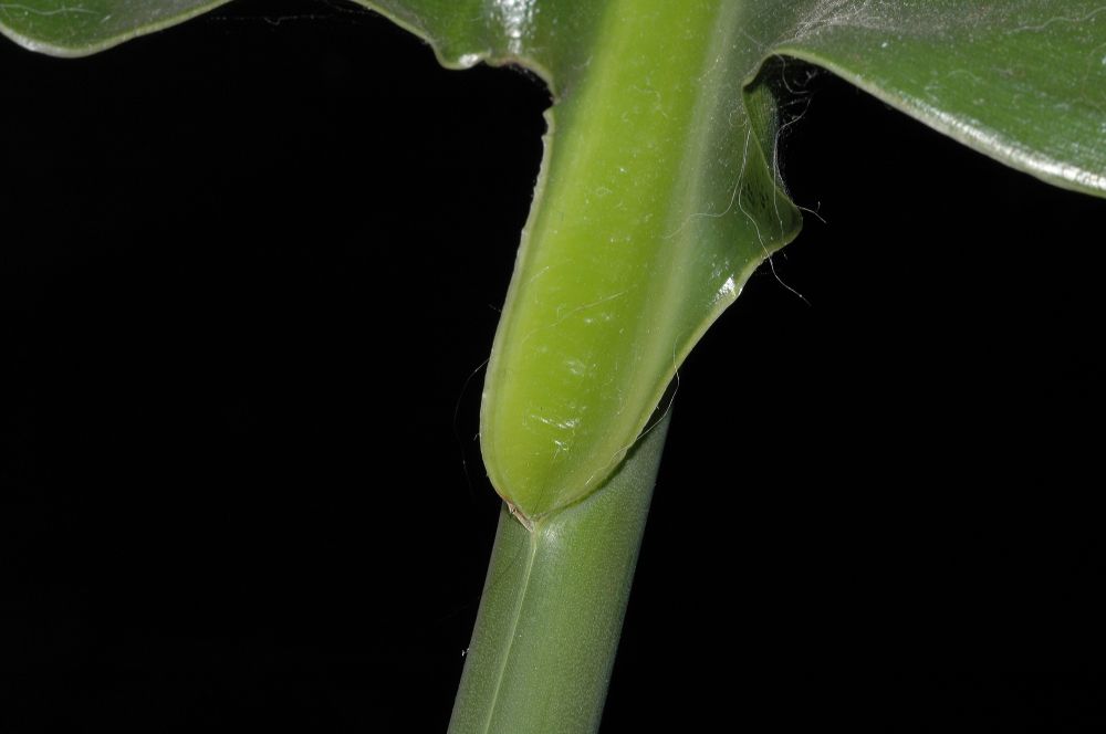 Strelitziaceae Strelitzia 