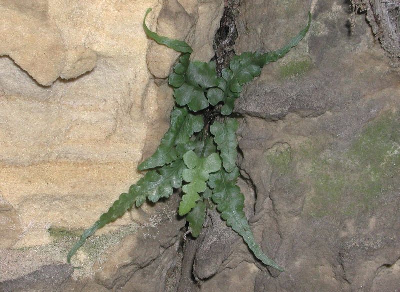 Aspleniaceae Asplenium pinnatifidum