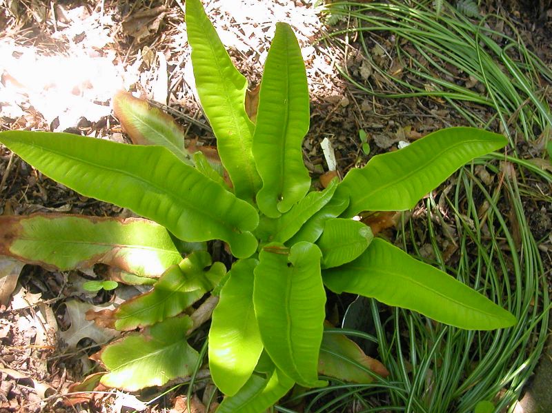 Aspleniaceae Asplenium scolopendrium