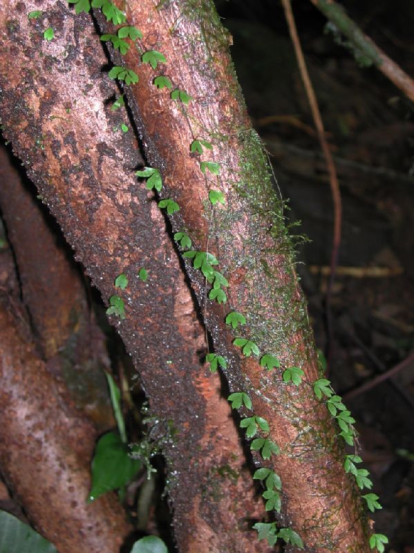 Aspleniaceae Asplenium holophlebium