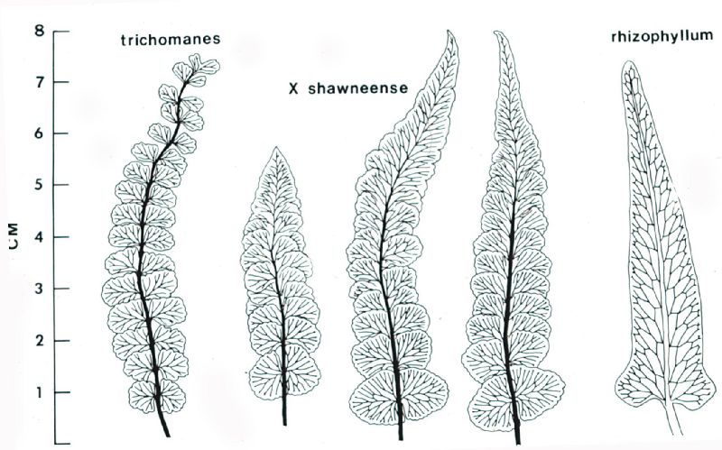 Aspleniaceae Asplenium shawneense