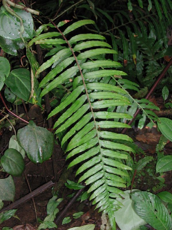 Blechnaceae Lomaridium ensiforme