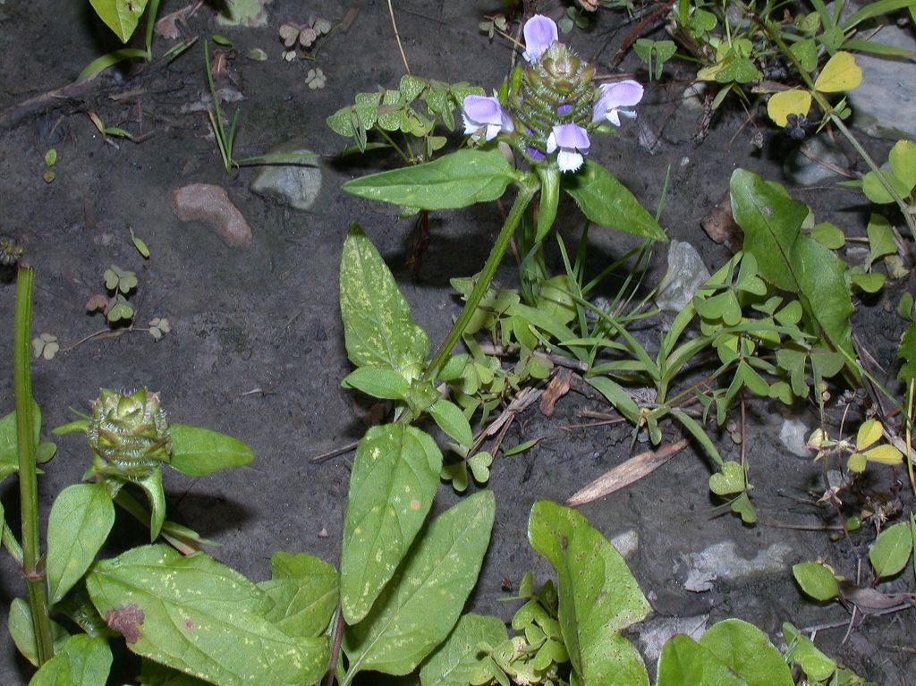 Lamiaceae Prunella vulgaris