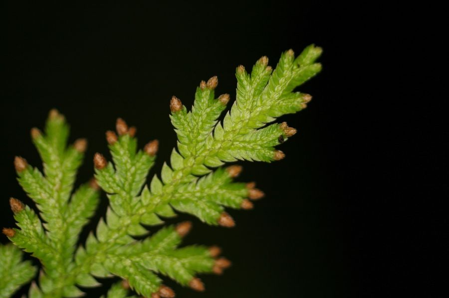 Selaginellaceae Selaginella moellendorffii