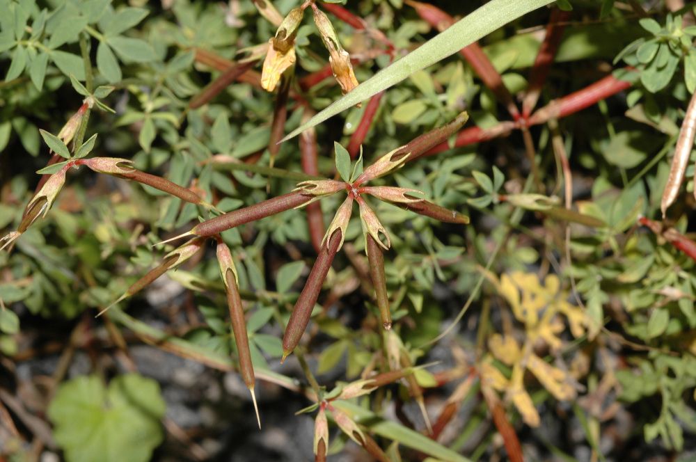 Fabaceae Lotus corniculatus