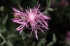 image of Centaurea maculosa