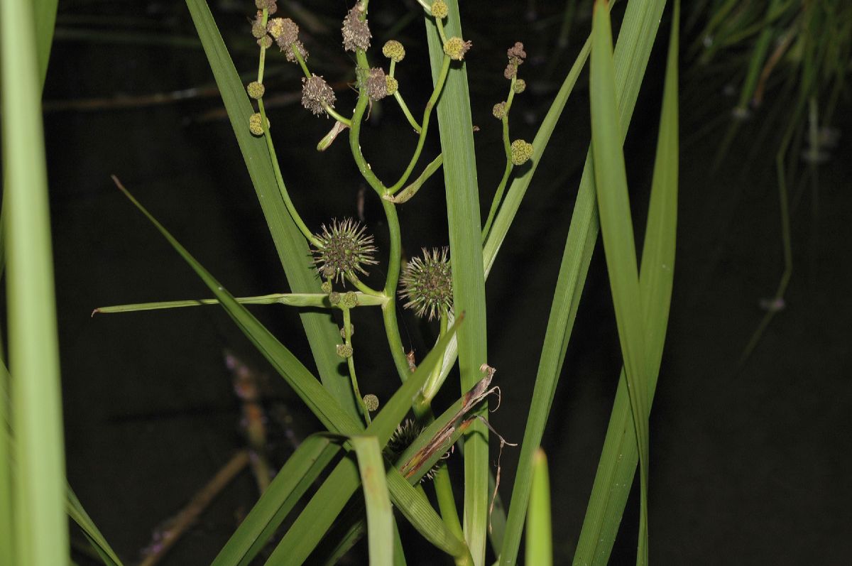 Typhaceae Sparganium eurycarpum