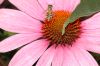 image of Echinacea purpurea