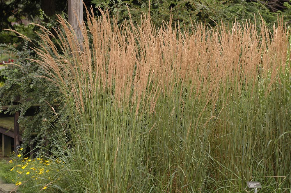 Poaceae Calamagrostis arundinacea