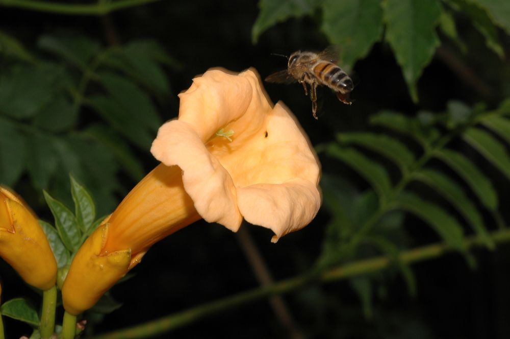 Apidae Apis mellifera