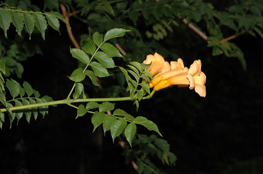 Bignoniaceae Campsis radicans