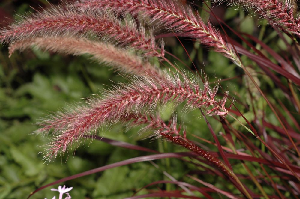 Poaceae Pennisetum setaceum