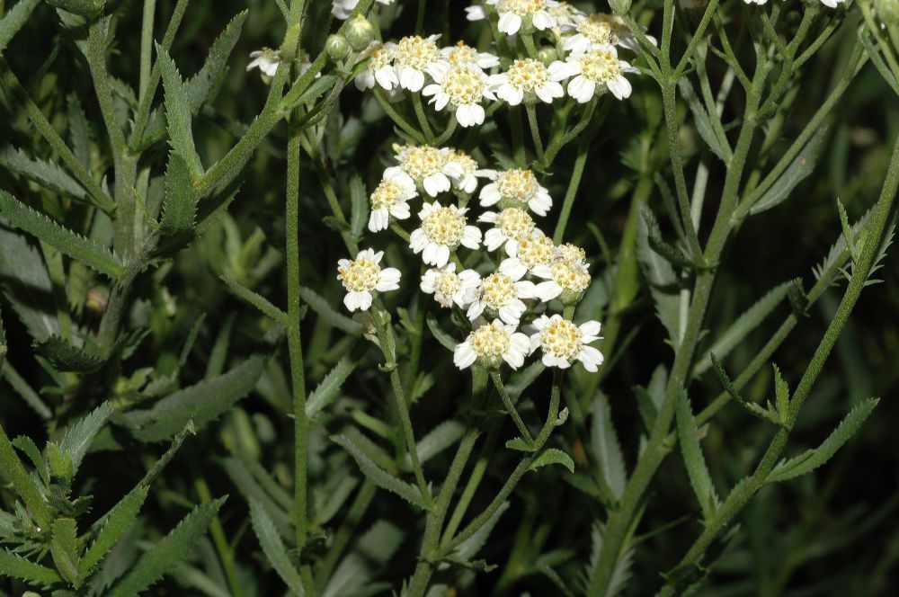 Asteraceae Achillea ageratum