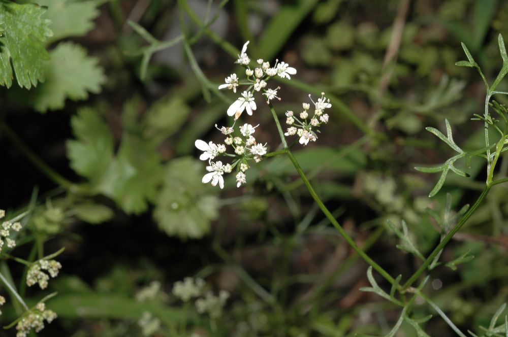 Apiaceae Carum copticum