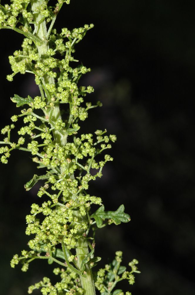 Amaranthaceae Chenopodium botrys