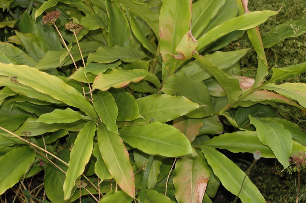 Zingiberaceae Elettaria cardamomum