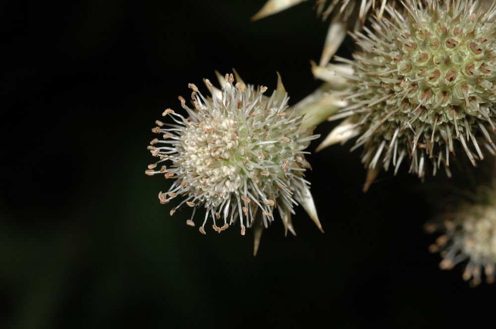Apiaceae Eryngium yuccifolium