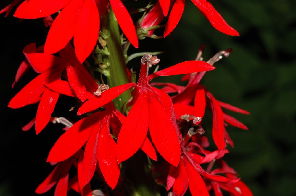 Campanulaceae Lobelia cardinalis