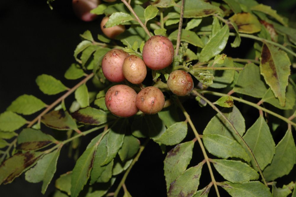Rutaceae Murraya koenigii