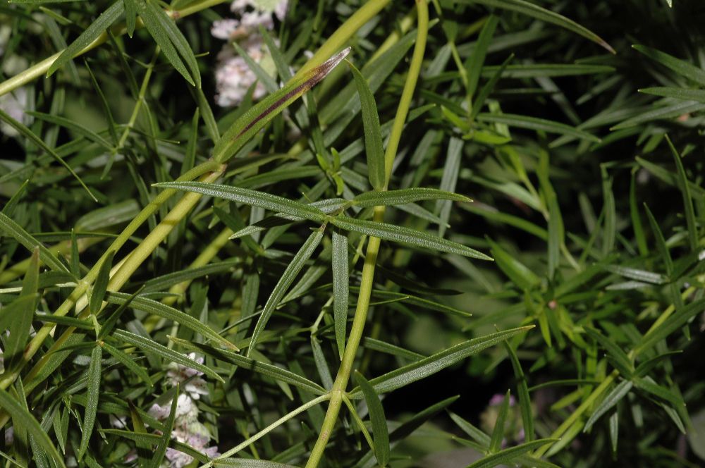 Lamiaceae Pycnanthemum tenuifolium
