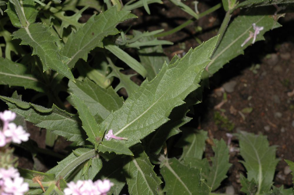 Verbenaceae Verbena rigida