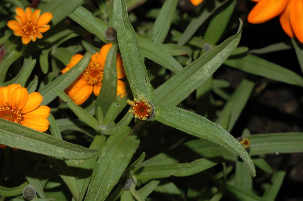Asteraceae Zinnia angustifolia