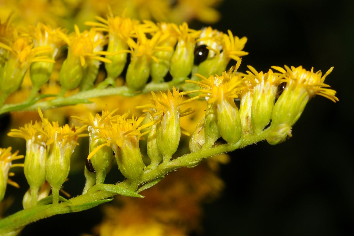 Asteraceae Solidago canadensis