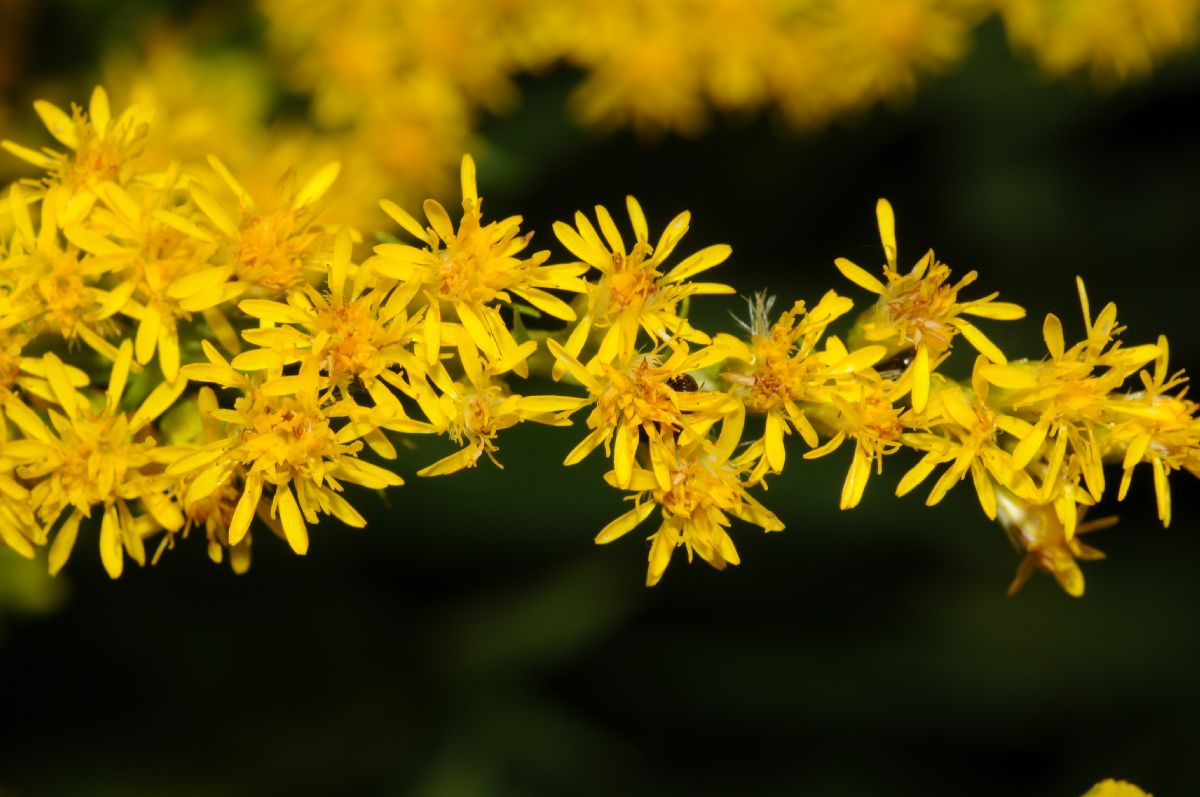 Asteraceae Solidago canadensis