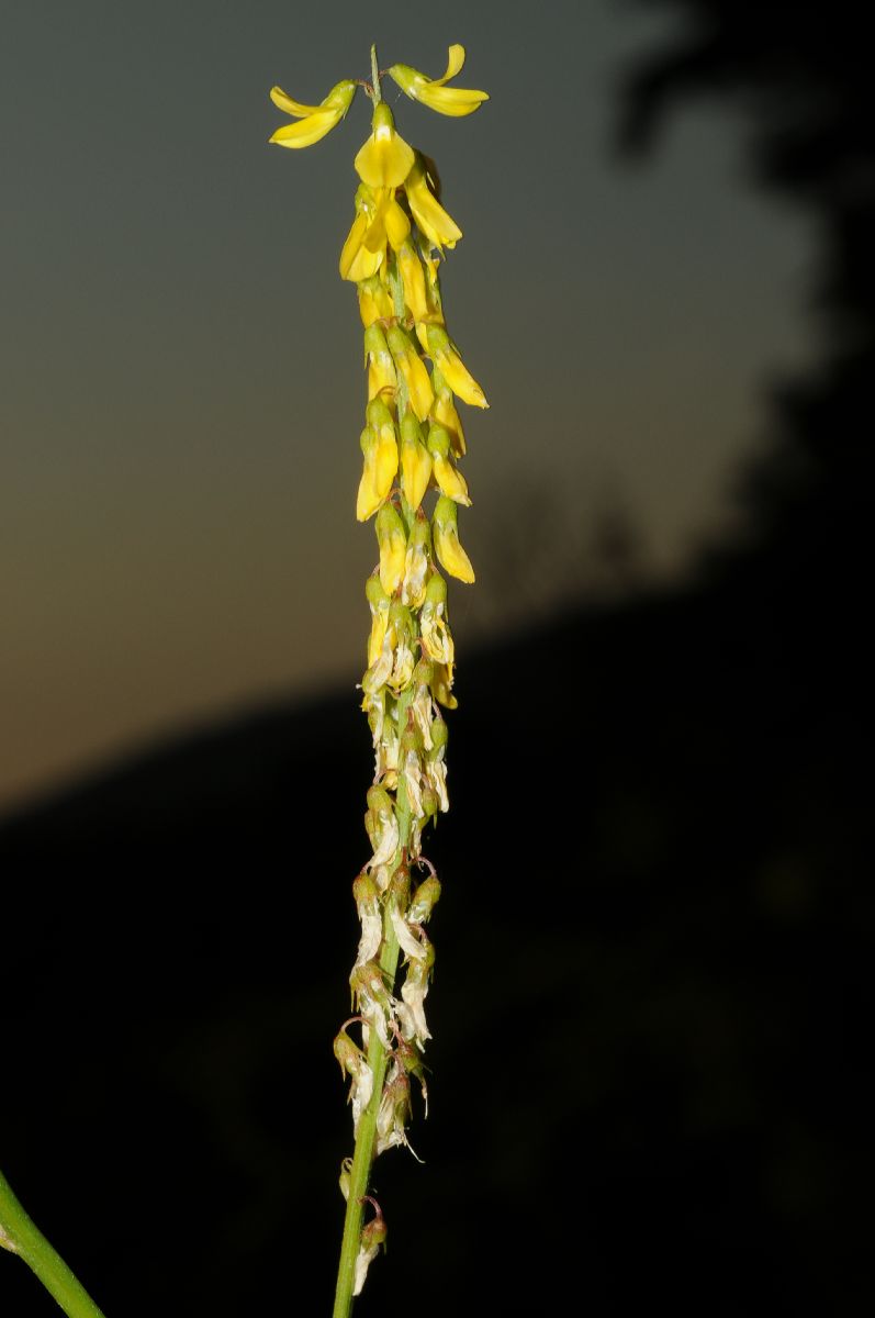 Fabaceae Melilotus officinalis
