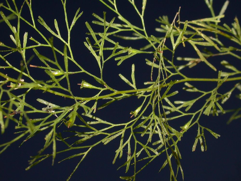 Hymenophyllaceae Polyphlebium capillaceum