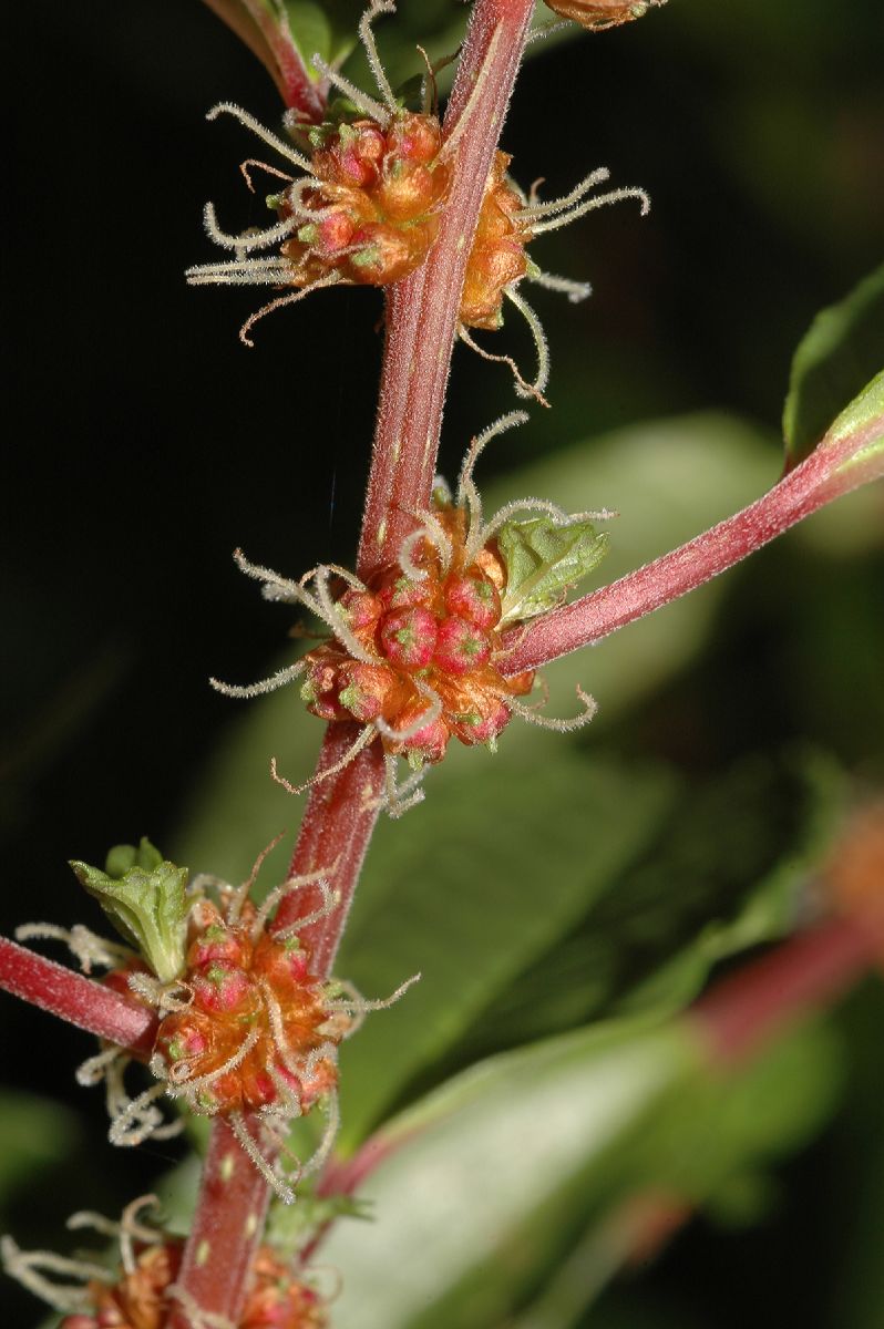 Urticaceae Pilea 