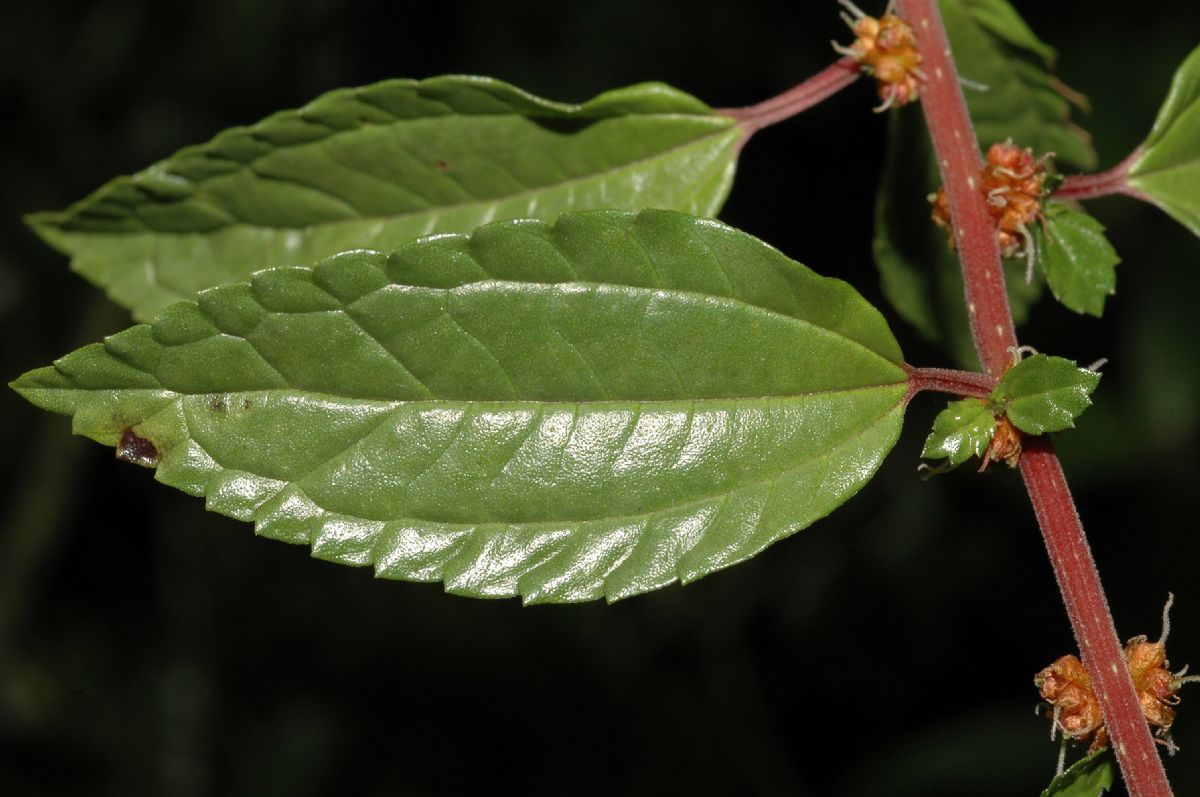 Urticaceae Pilea 