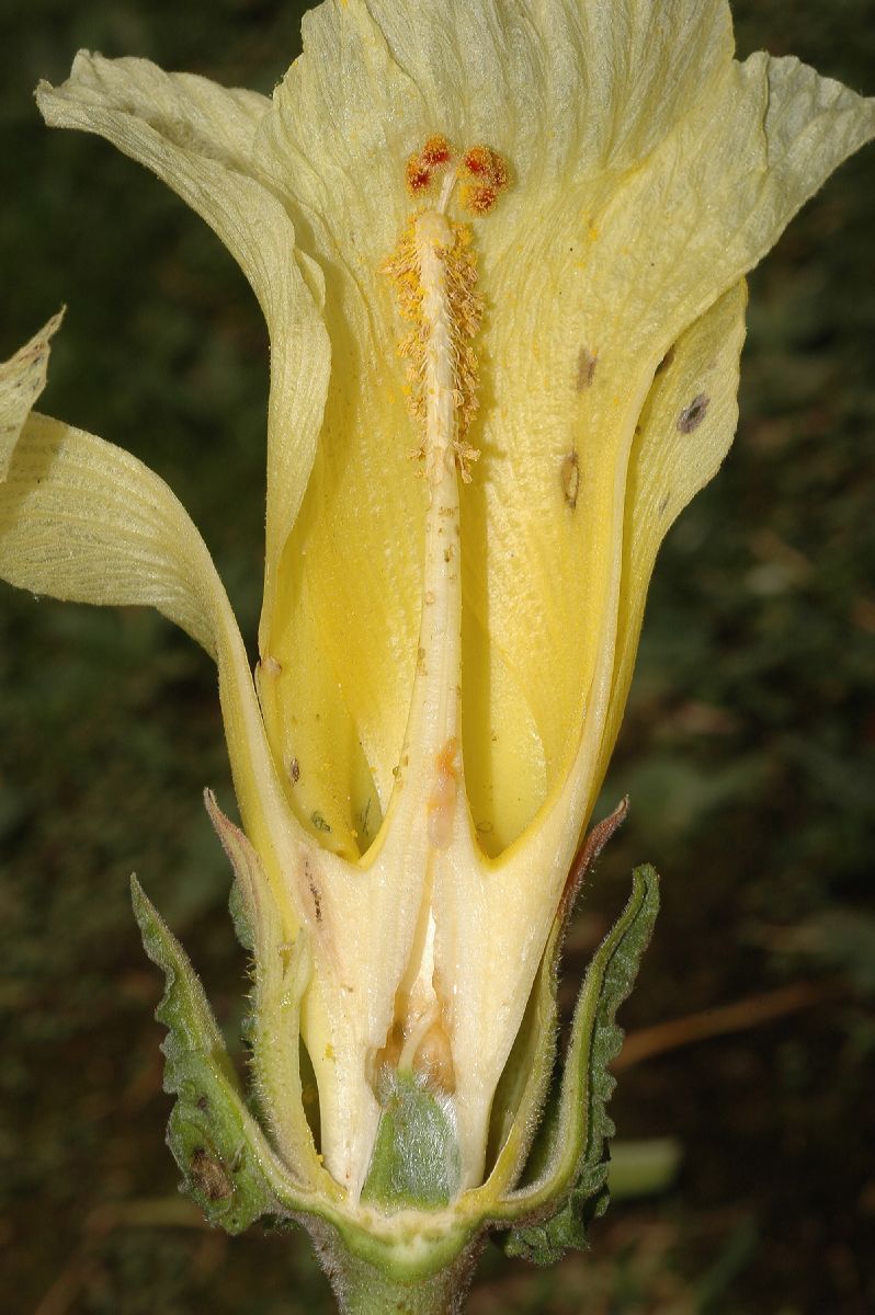 Malvaceae Wercklea insignis