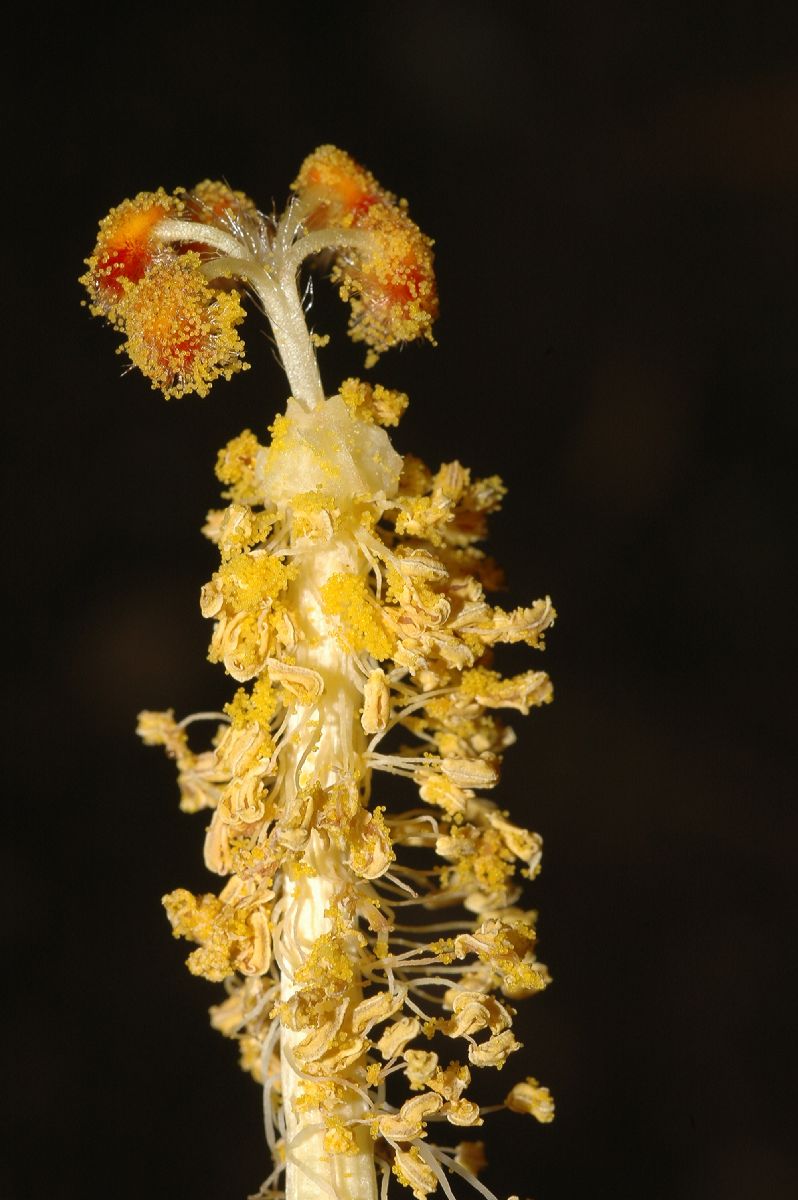 Malvaceae Wercklea insignis
