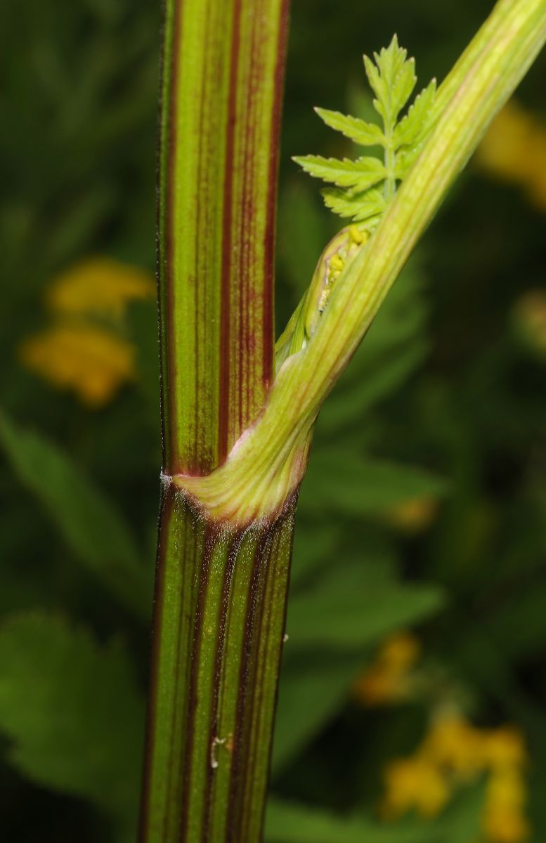 Apiaceae Pastinaca sativa