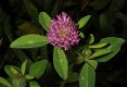 image of Trifolium pratense