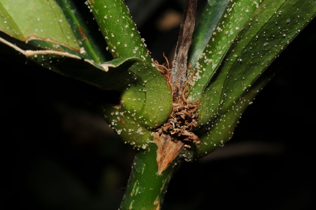 Melastomataceae Medinilla myriantha