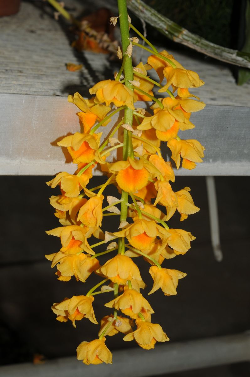 Orchidaceae Dendrobium densiflorum