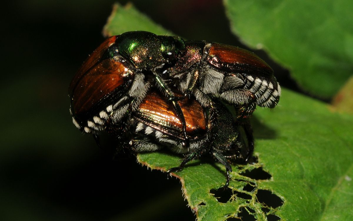 Scarabaeidae Popillia japonica